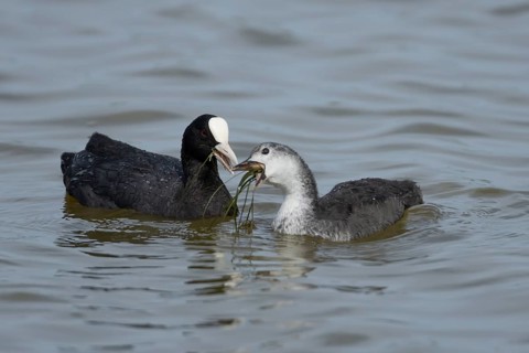 Coot (Fulica atra) adult bird feeding a juvenile baby on the water surface of a lake, England,