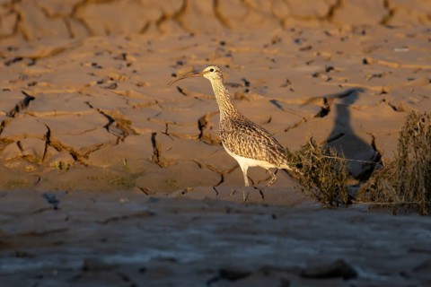 Eurasian whimbrel (Numenius phaeopus) adult wading bird on a coastal mudflat, England, United
