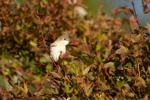 Lesser whitethroat (Curruca curruca) adult bird on a tree with autumn colour leaves, England,