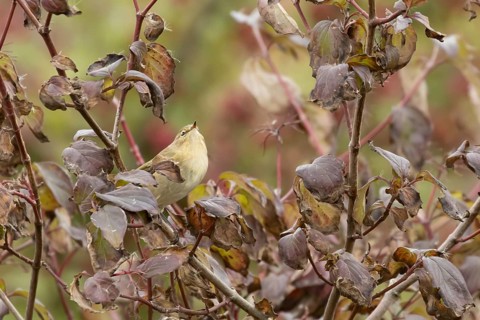 Chiffcaff (Phylloscopus collybita) adult bird on a dogwood tree with autumn colour leaves, England,