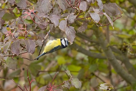 Blue tit (Cyanistes caeruleus) adult garden bird on a dogwood tree with autumn colour leaves,