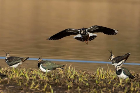 Northern lapwing (Vanellus vanellus) adult wader bird in flight to land on an island by a lake,