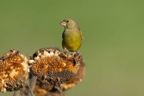 Eurasian greenfinch (Chloris chloris) adult male garden bird on a sunflower plant seedhead in
