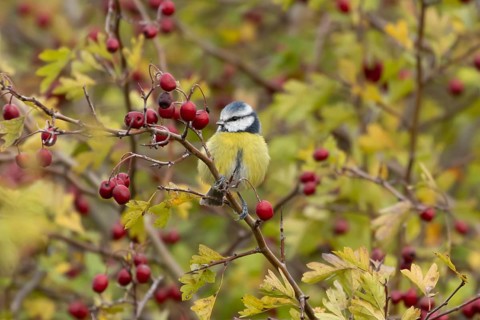 Blue tit (Cyanistes caeruleus) adult garden bird on a Hawthorn tree with autumn colour leaves and