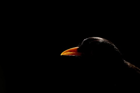 Eurasian blackbird (Turdus merula) adult male garden bird head portrait backlit, England, United