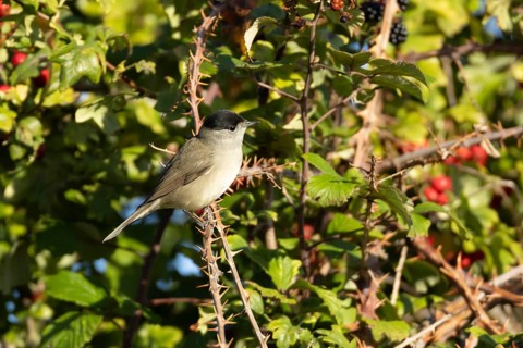 Blackcap (Sylvia atricapilla) adult male bird in a hedgerow, England, United Kingdom