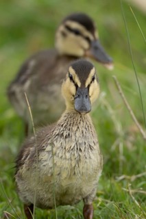 Mallard duck (Anas platyrhynchos) juvenile baby duckling on grassland, England, United Kingdom