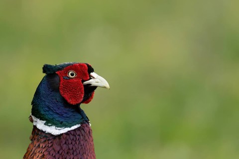 Common pheasant (Phasianus colchicus) adult male game bird head portrait, England, United Kingdom