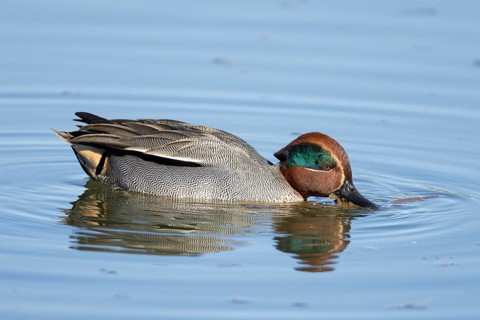 Common teal duck (Anas crecca) adult male bird feeding on the water surface of a lake, England,
