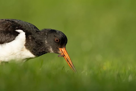 Eurasian oystercatcher (Haematopus ostralegus) adult wader bird feeding on a worm on grassland,