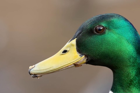 Mallard duck (Anas platyrhynchos) adult male bird head portrait, England, United Kingdom