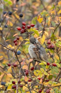House sparrow (Passer domesticus) adult male bird preening in a hedgerow amongst autumn leaves and