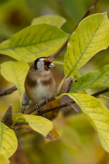 European goldfinch (Carduelis carduelis) adult garden bird on a magnolia tree with autumn colour