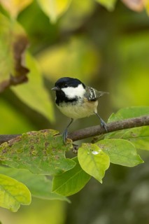 Coal tit (Periparus ater) adult garden bird on a magnolia tree with autumn colour leaves, England,