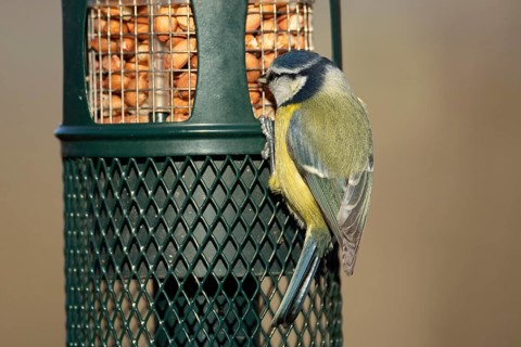Blue tit (Cyanistes caeruleus) adult garden bird feeding on peanuts from a bird feeder England,