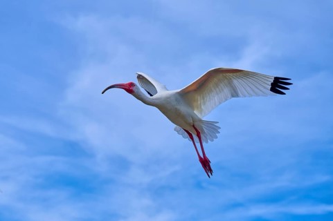 A bird flies majestically in the clear blue sky with outstretched wings, Snowy Ibis (Eudocimus