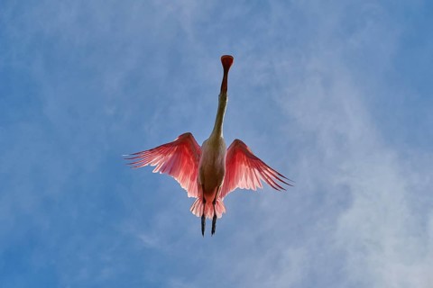 Roseate spoonbill from below in the air, pink wings pointing against a cloudy sky, roseate