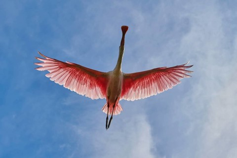 Roseate spoonbill from below in flight against deep blue sky, wings wide open, Roseate spoonbill