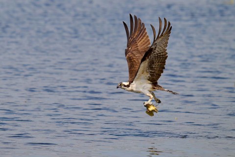 An osprey flies over the water with a fish in its talons, its wings outstretched, Osprey (Pandion