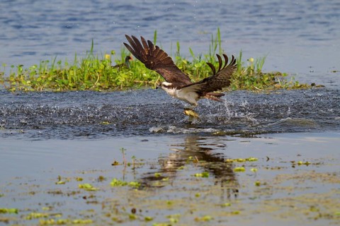 An osprey rises from the water with its prey, a fish, while its wings are spread, Osprey (Pandion