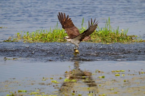 An osprey catches a fish from the water with outstretched wings and specular reflection, Osprey