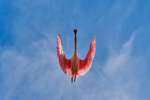 Roseate spoonbill with outspread wings against blue sky with light clouds, roseate spoonbill (Ajaja