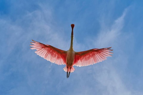 Dynamic image of a flying roseate spoonbill in the sky, live pink and white wings, roseate