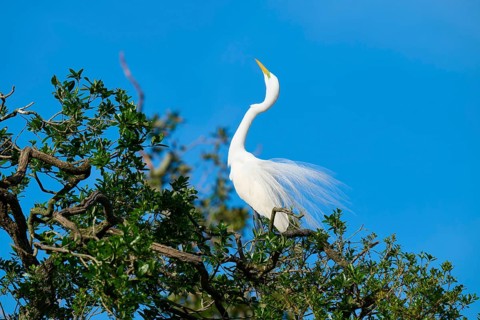 A white heron sits elegantly on a tree against a blue sky, Great Egret (Egretta alba), spring, St.