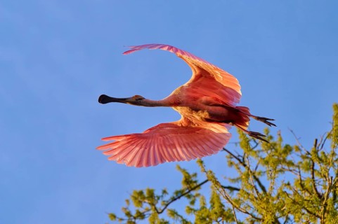 Roseate spoonbill in flight over trees under blue sky, pink wings spread, roseate spoonbill (Ajaja
