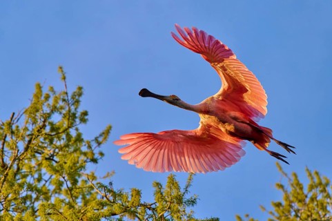 Flying roseate spoonbill with spread wings, bright colours in the evening sky, roseate spoonbill