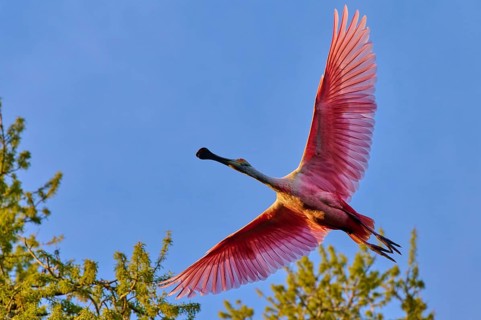 Roseate spoonbill in flight over treetops against a blue sky, illuminated by evening light, Roseate