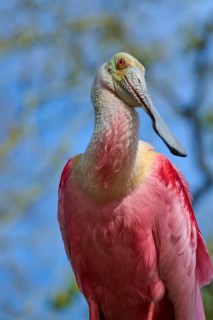 Close-up of a roseate spoonbill with vivid pink plumage, natural background, roseate spoonbill