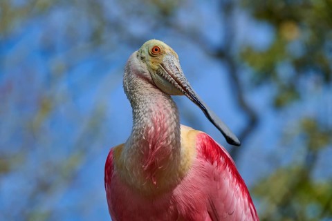Roseate spoonbill bird in front of blurred background, vivid pink and beige plumage colours, clear