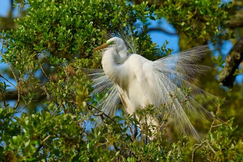 A white heron with impressive plumage in a tree, Great Egret (Egretta alba), spring, St. Augustine,