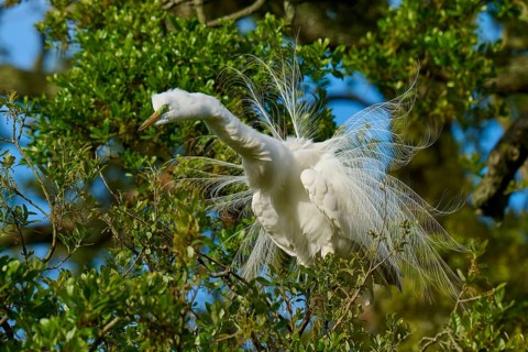 A white heron with spread feathers in the branches, Great Egret (Egretta alba), spring, St.