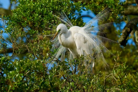 A white heron with splendid plumage in a tree, Great Egret (Egretta alba), spring, St. Augustine,