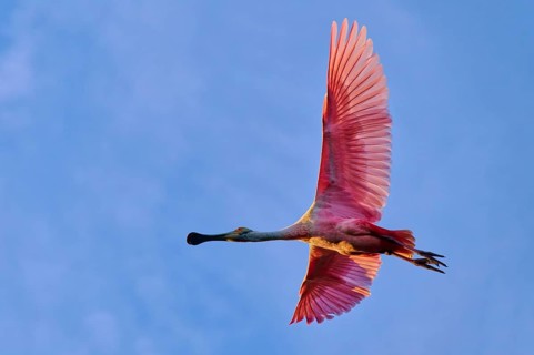 Roseate spoonbill flying high in the sky with wide spread pink wings, clear blue backdrop, Roseate