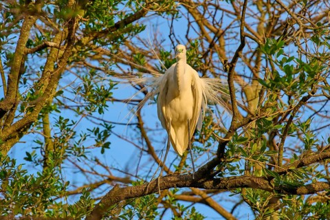A white egret stands quietly on a branch, surrounded by trees, Great Egret (Egretta alba), spring,
