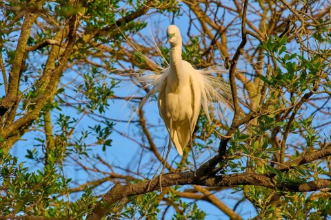 The heron proudly presents its wings on a tree branch, Great Egret (Egretta alba), spring, St.