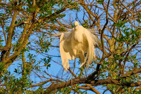 A heron displays its plumage on a branch in the morning sun, Great Egret (Egretta alba), spring, St