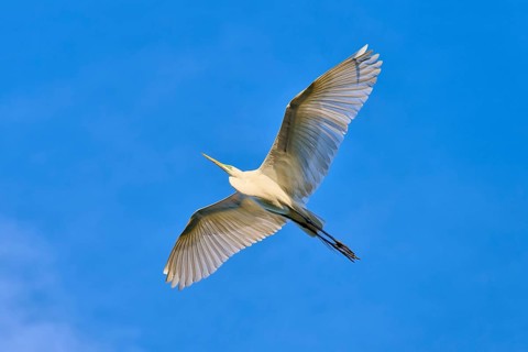 A heron with wide-spread wings in the deep blue sky, Great Egret (Egretta alba), spring, St.