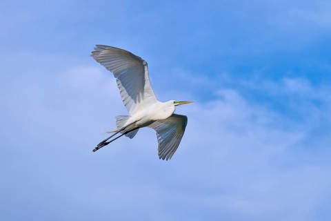 A heron gliding elegantly through the blue sky, Great Egret (Egretta alba), spring, St. Augustine,