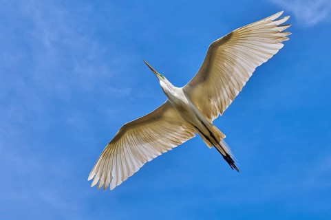 A white heron flies through the blue sky with outstretched wings, Great Egret (Egretta alba),
