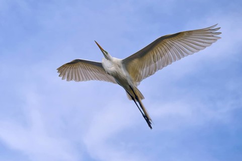 A flying heron under a clear blue sky, Great Egret (Egretta alba), spring, St. Augustine, Florida,