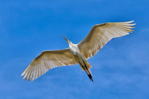 A white heron flies gracefully with outstretched wings in the sky, Great Egret (Egretta alba),