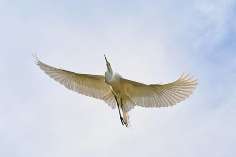 A white egret flies with outstretched wings in the sky, Great Egret (Egretta alba), spring, St.
