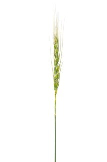 Petropavlovsk wheat, grain, exempted, Dinklage, Lower Saxony, Germany