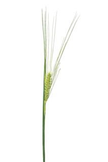 Sommerspelz-Barley, cereals, exempted, Dinklage, Lower Saxony, Germany