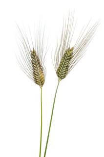 Macha wheat, grain, exempted, Dinklage, Lower Saxony, Germany