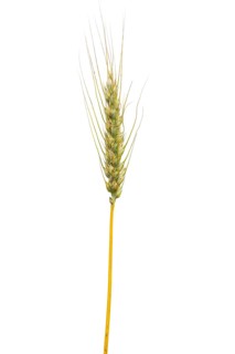 Common wheat, cereals, exempted, Dinklage, Lower Saxony, Germany